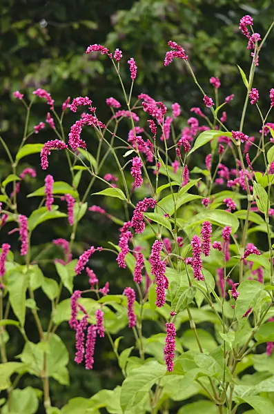 572038 - Oriental knotweed (Persicaria orientalis syn. Polygonum orientale)