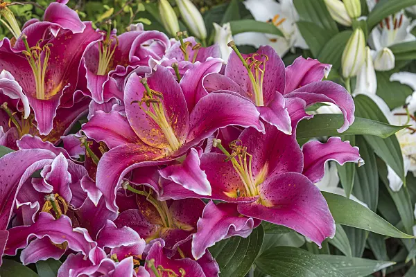 616416 - Oriental lily (Lilium After Eight)