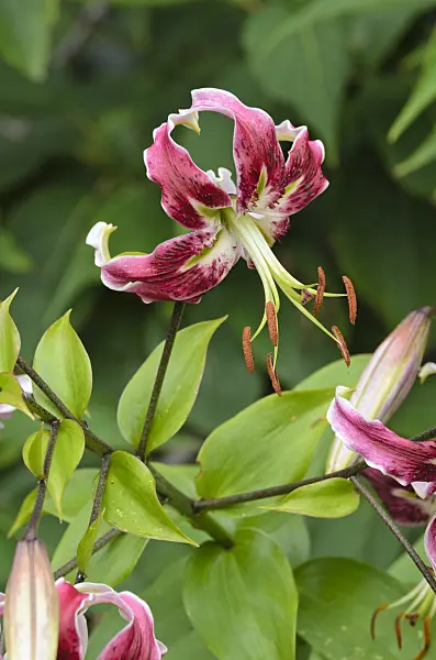 498334 - Oriental lily (Lilium Black Beauty)