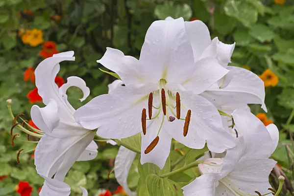 573053 - Oriental lily (Lilium Casa Blanca)