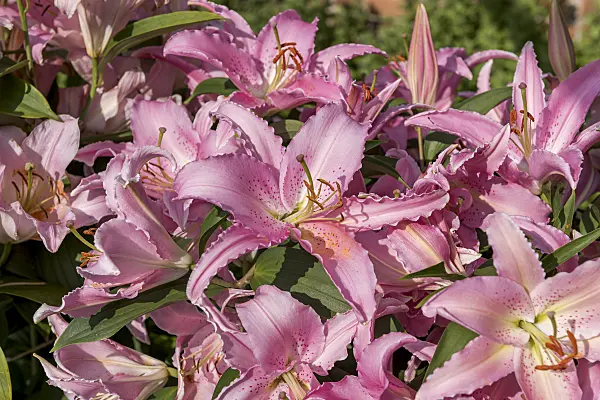 616417 - Oriental lily (Lilium Chelsea)