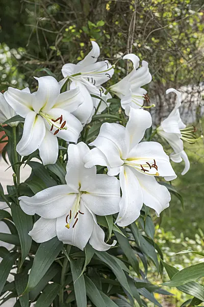 616418 - Oriental lily (Lilium Gizmo)