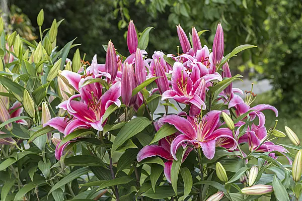 616420 - Oriental lily (Lilium Mero Star)