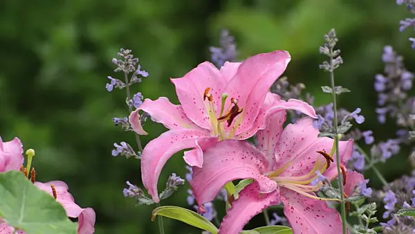 498348 - Oriental lily (Lilium Solomon Pearl)