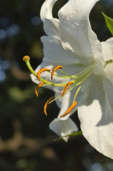 511316 - Oriental lily (Lilium speciosum 'Casa Blanca')