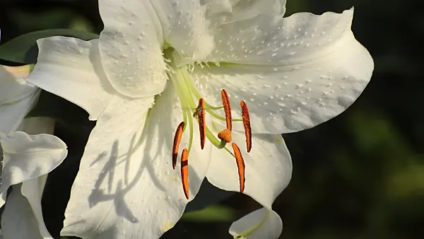511104 - Oriental lily (Lilium speciosum 'Casa Blanca') with hover fly