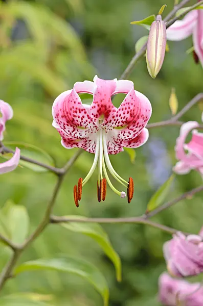 535091 - Oriental lily (Lilium speciosum 'Rubrum')
