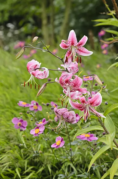 535092 - Oriental lily (Lilium speciosum 'Rubrum') and Japanese anemone (Anemone hupehensis var. japonica)