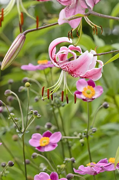 535093 - Oriental lily (Lilium speciosum 'Rubrum') and Japanese anemone (Anemone hupehensis var. japonica)