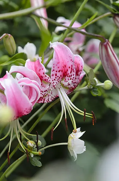 535217 - Oriental lily (Lilium speciosum 'Rubrum') and Japanese anemone (Anemone hupehensis var. japonica)