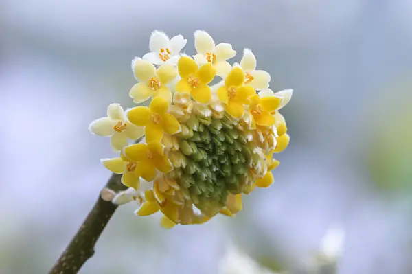 535270 - Oriental paperbush (Edgeworthia chrysantha)