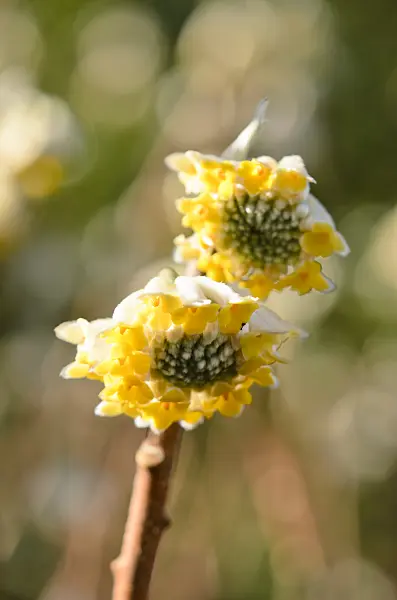 553085 - Oriental paperbush (Edgeworthia chrysantha)
