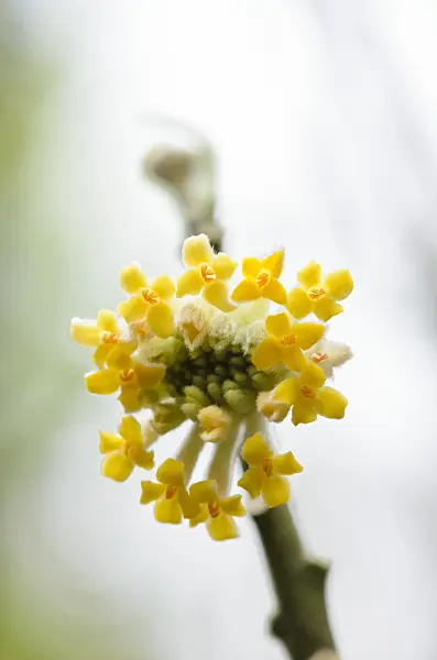 553096 - Oriental paperbush (Edgeworthia chrysantha)