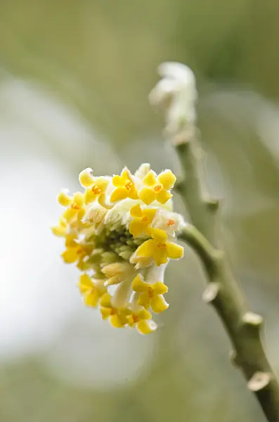 553097 - Oriental paperbush (Edgeworthia chrysantha)