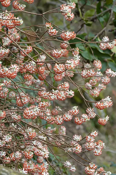 558095 - Oriental paperbush (Edgeworthia chrysantha 'Akebono')