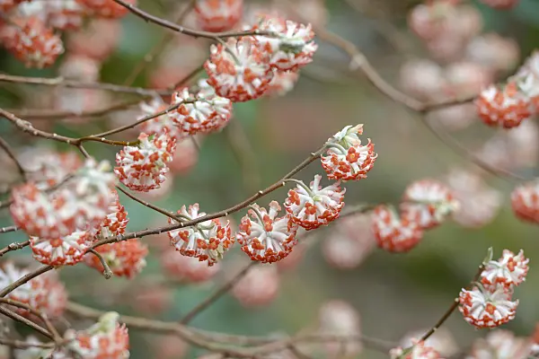 558096 - Oriental paperbush (Edgeworthia chrysantha 'Akebono')