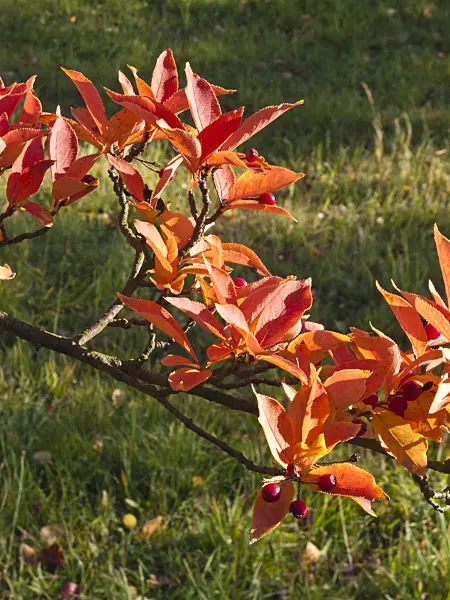 418068 - Oriental photinia (Photinia villosa)