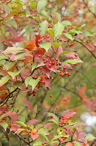525397 - Oriental photinia (Photinia villosa)