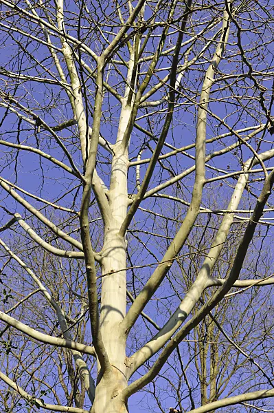 492012 - Oriental plane (Platanus orientalis)
