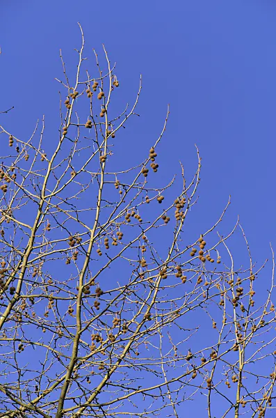494045 - Oriental plane (Platanus orientalis)
