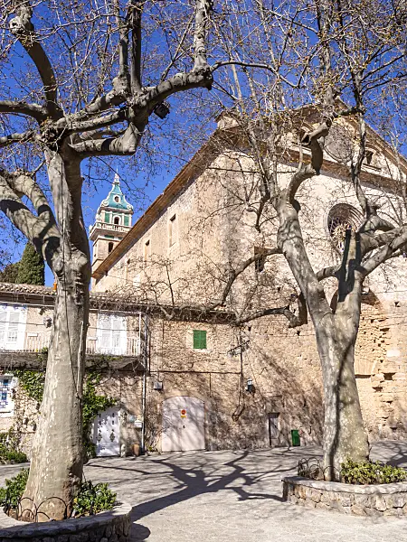 424045 - Oriental plane (Platanus orientalis) in front of the cloister, Valldemossa, Majorca, Spain