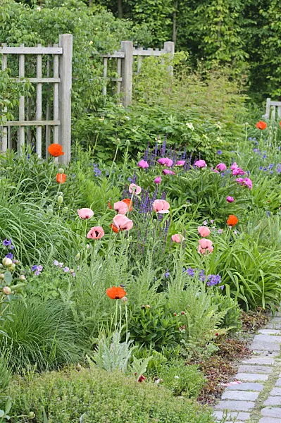472329 - Oriental poppy (Papaver orientale) and peony (Paeonia)