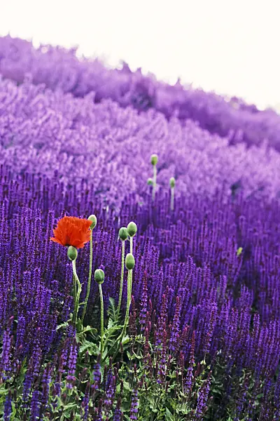 379052 - Oriental poppy (Papaver orientale) and woodland sage (Salvia nemorosa)