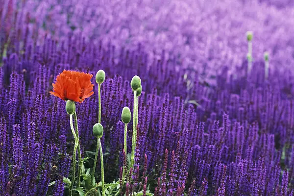 379053 - Oriental poppy (Papaver orientale) and woodland sage (Salvia nemorosa)