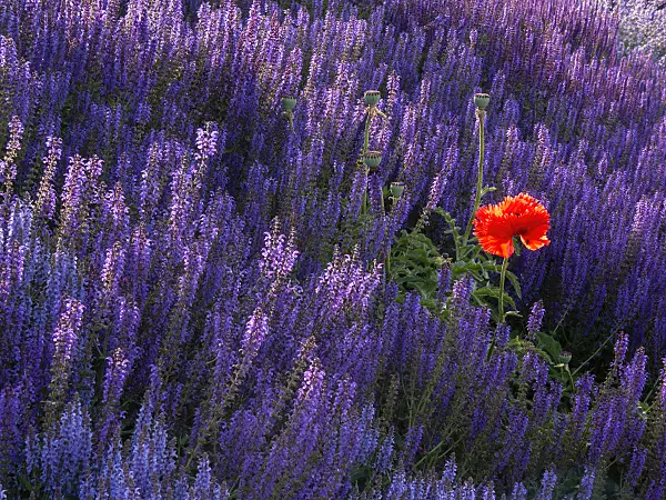 402024 - Oriental poppy (Papaver orientale) and woodland sage (Salvia nemorosa)