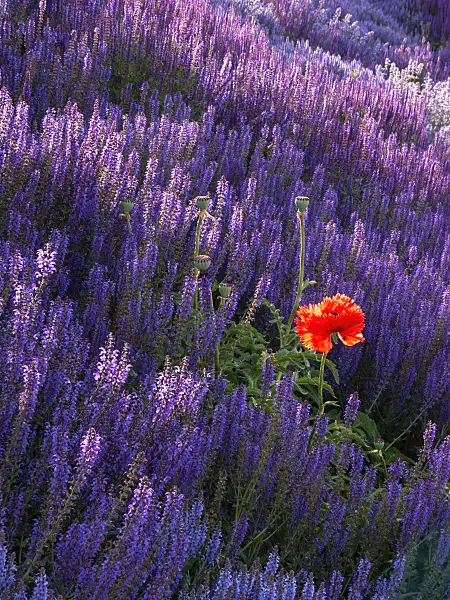 402025 - Oriental poppy (Papaver orientale) and woodland sage (Salvia nemorosa)