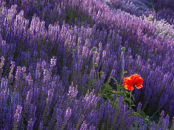 402026 - Oriental poppy (Papaver orientale) and woodland sage (Salvia nemorosa)