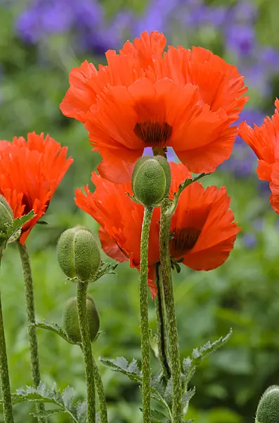496405 - Oriental poppy (Papaver orientale 'Sturmfackel')