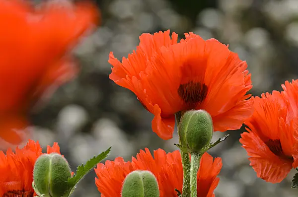 496406 - Oriental poppy (Papaver orientale 'Sturmfackel')