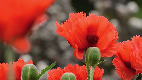 496422 - Oriental poppy (Papaver orientale 'Sturmfackel')