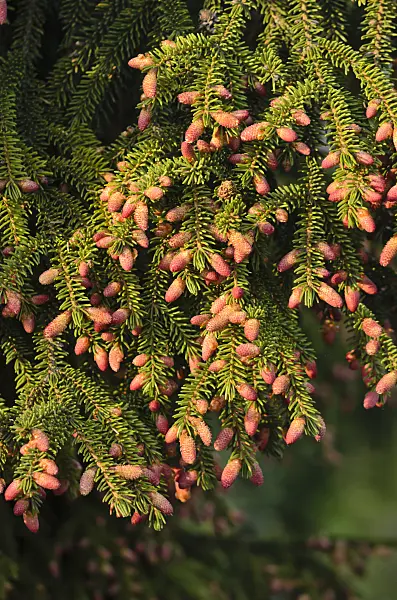 544036 - Oriental spruce (Picea orientalis)
