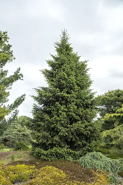 616443 - Oriental spruce (Picea orientalis)