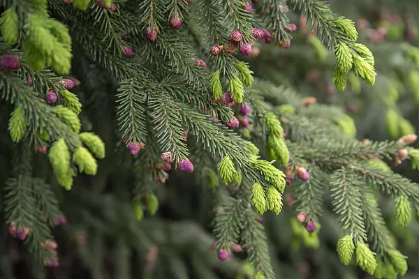 616444 - Oriental spruce (Picea orientalis)