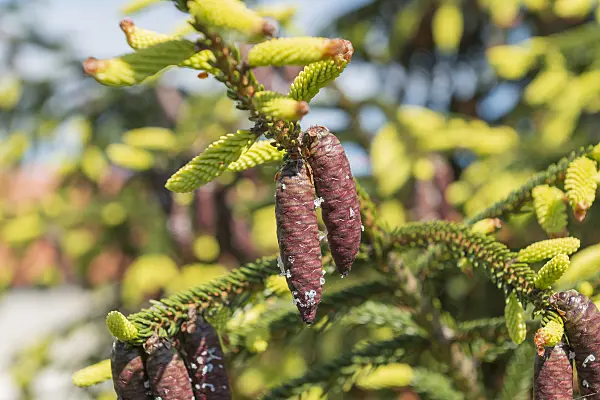 625310 - Oriental spruce (Picea orientalis 'Aureospicata')