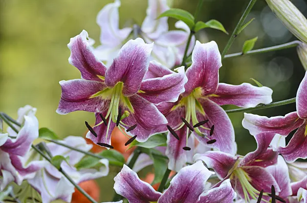 498170 - Oriental trumpet lily (Lilium Erfordia)