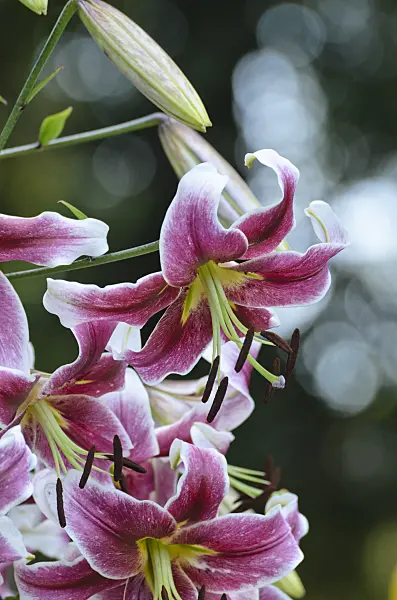 498172 - Oriental trumpet lily (Lilium Erfordia)