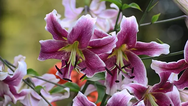 498173 - Oriental trumpet lily (Lilium Erfordia)