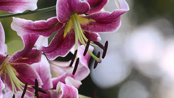 498174 - Oriental trumpet lily (Lilium Erfordia)
