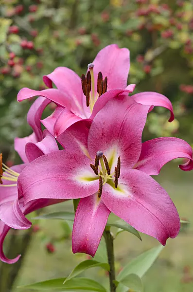 535450 - Oriental trumpet lily (Lilium Fujian)