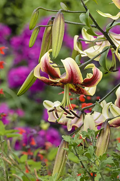 498339 - Oriental trumpet lily (Lilium Scheherazade)