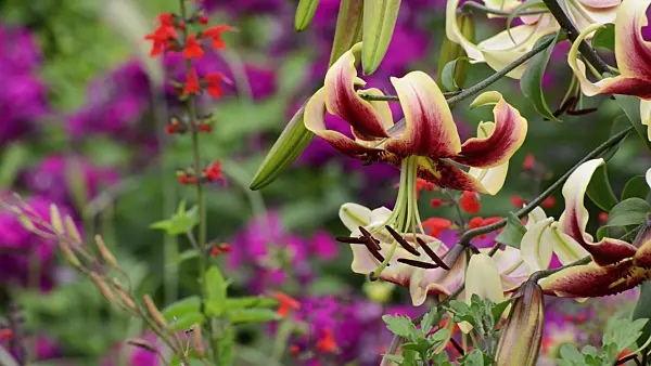 498346 - Oriental trumpet lily (Lilium Scheherazade)