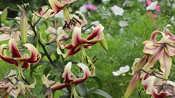 498347 - Oriental trumpet lily (Lilium Scheherazade)