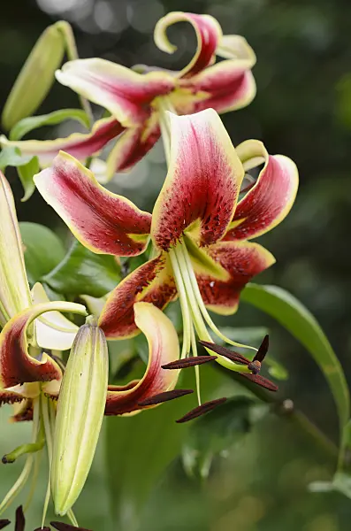 534336 - Oriental trumpet lily (Lilium Scheherazade)