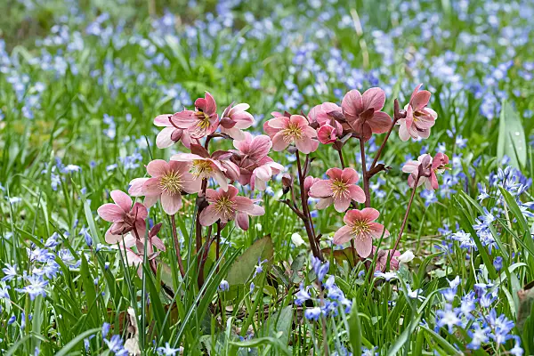 675076 - Orientalische Nieswurz (Helleborus orientalis)