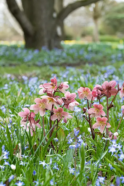 675077 - Orientalische Nieswurz (Helleborus orientalis)
