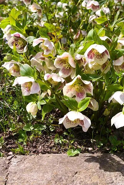 672060 - Orientalische Nieswurz (Helleborus orientalis 'White Spotted Lady')